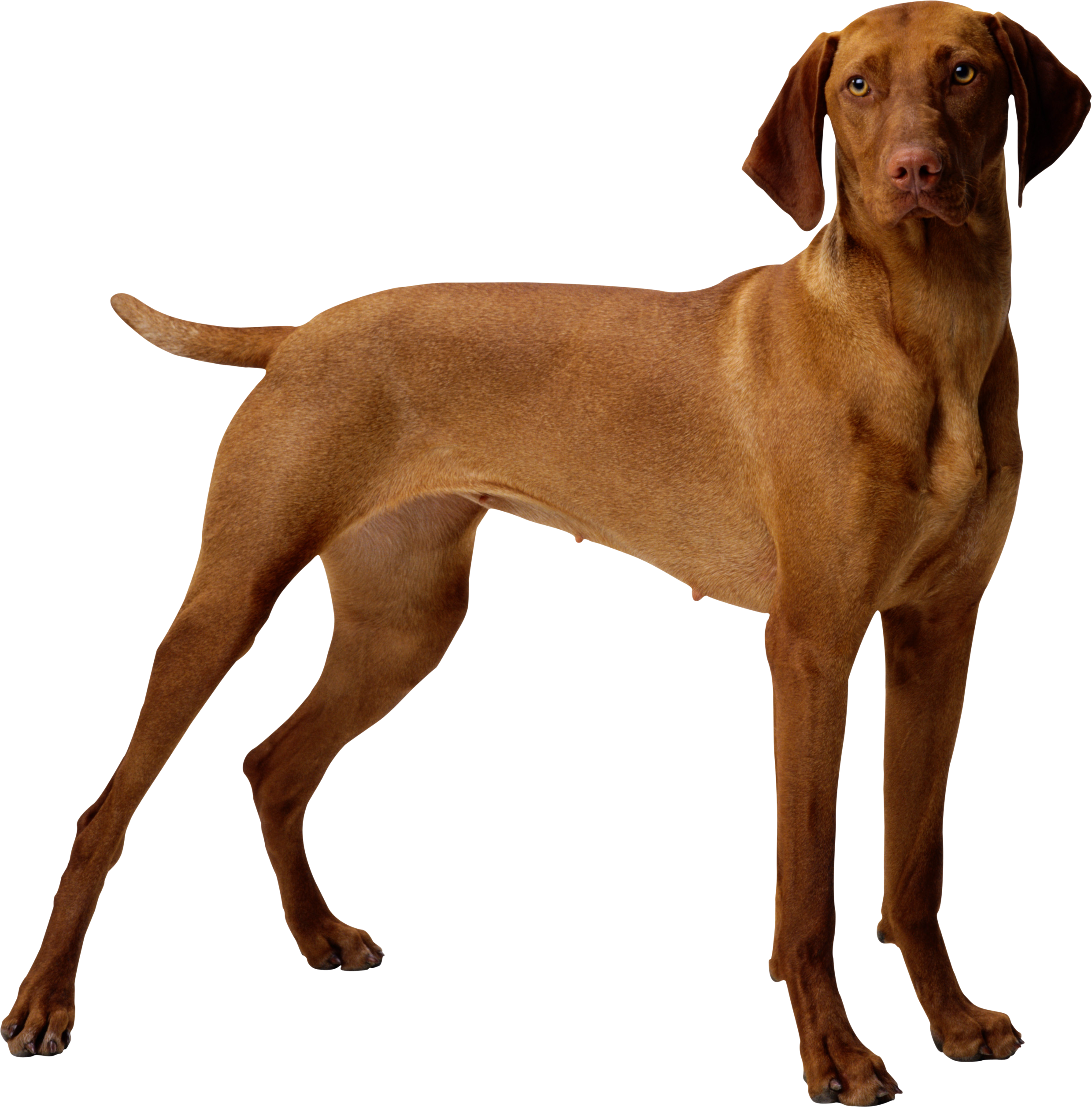Dog Transparent PNG Image