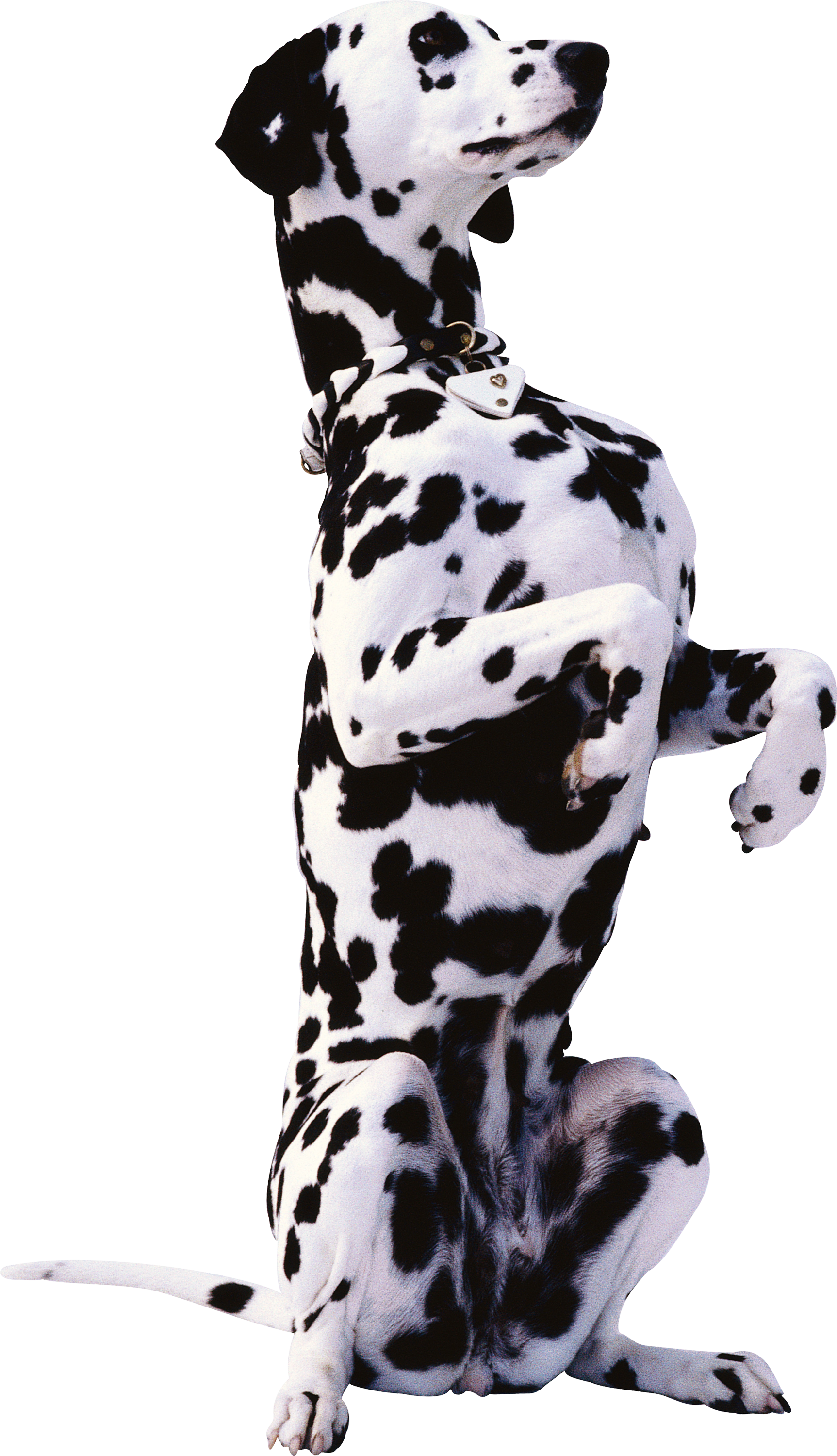 Dog Transparent PNG Image
