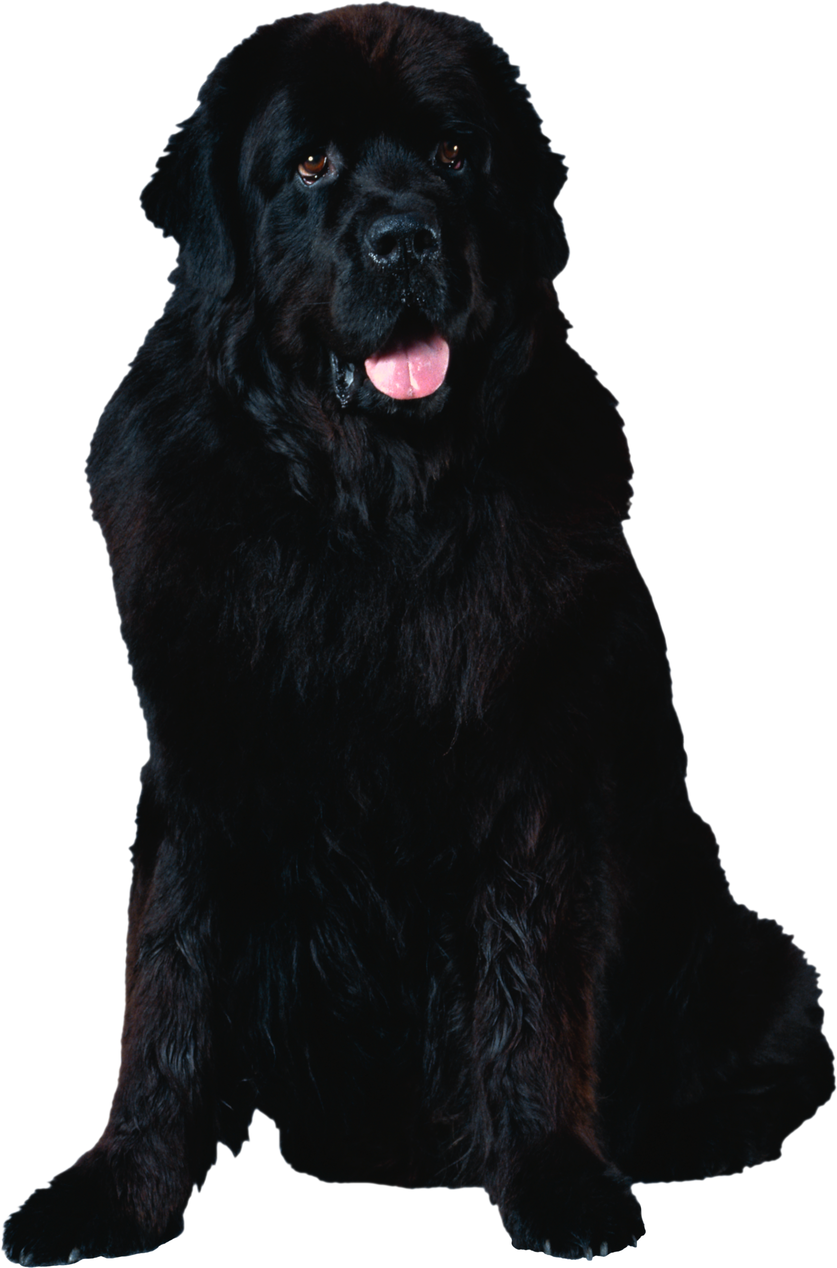 Dog Transparent PNG Image