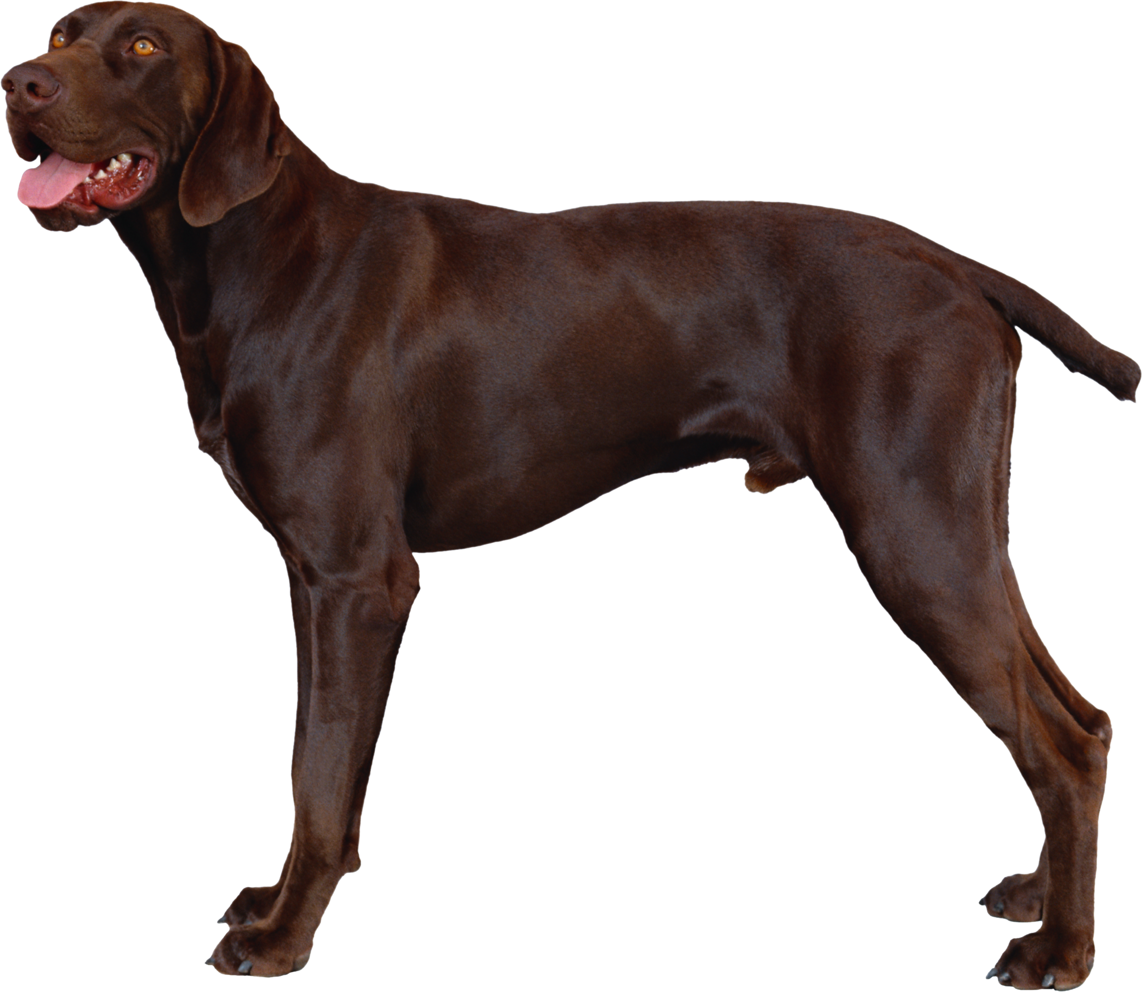 Dog Transparent PNG Image