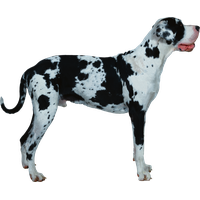 Dog Transparent PNG Image