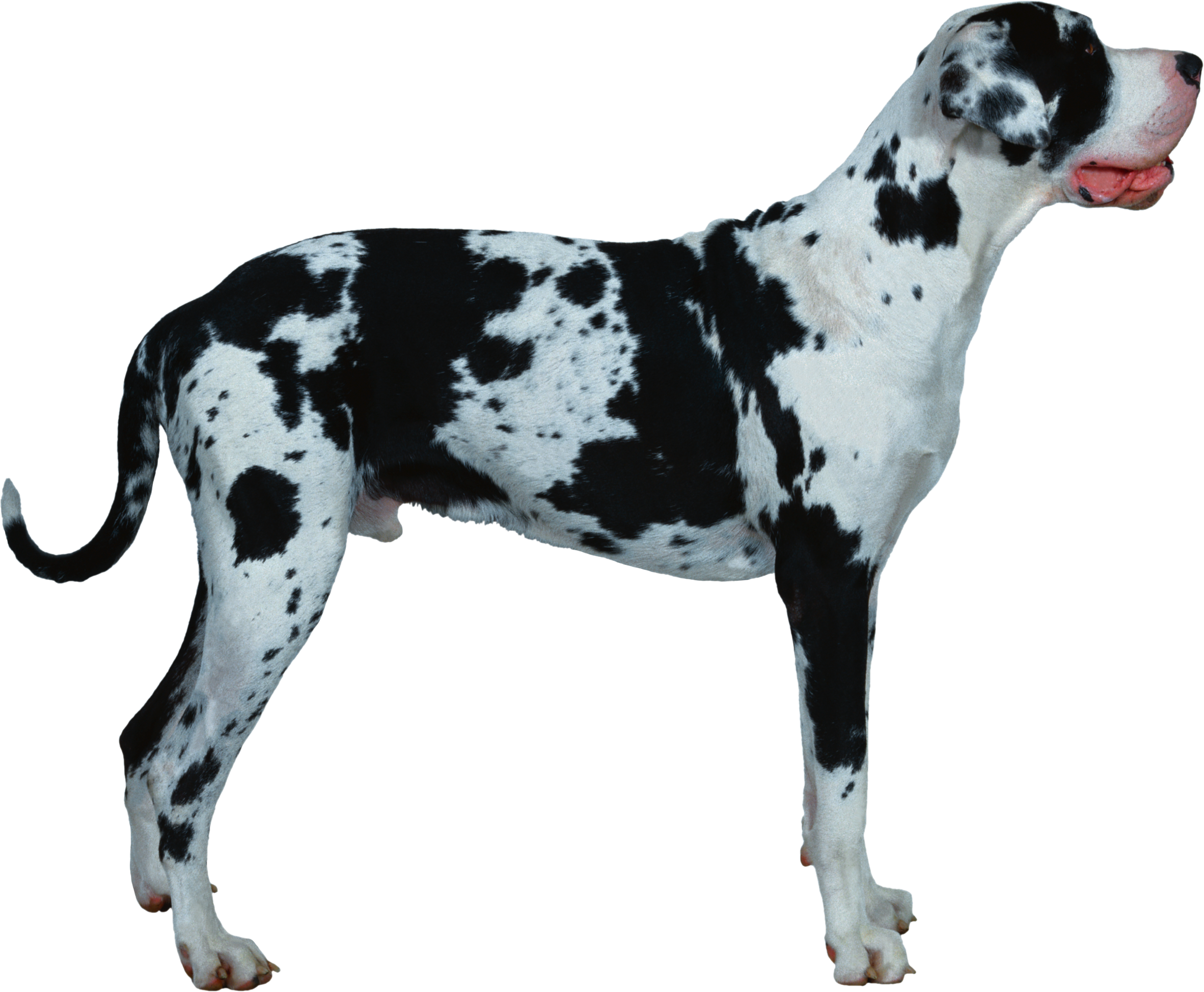 Dog Transparent PNG Image