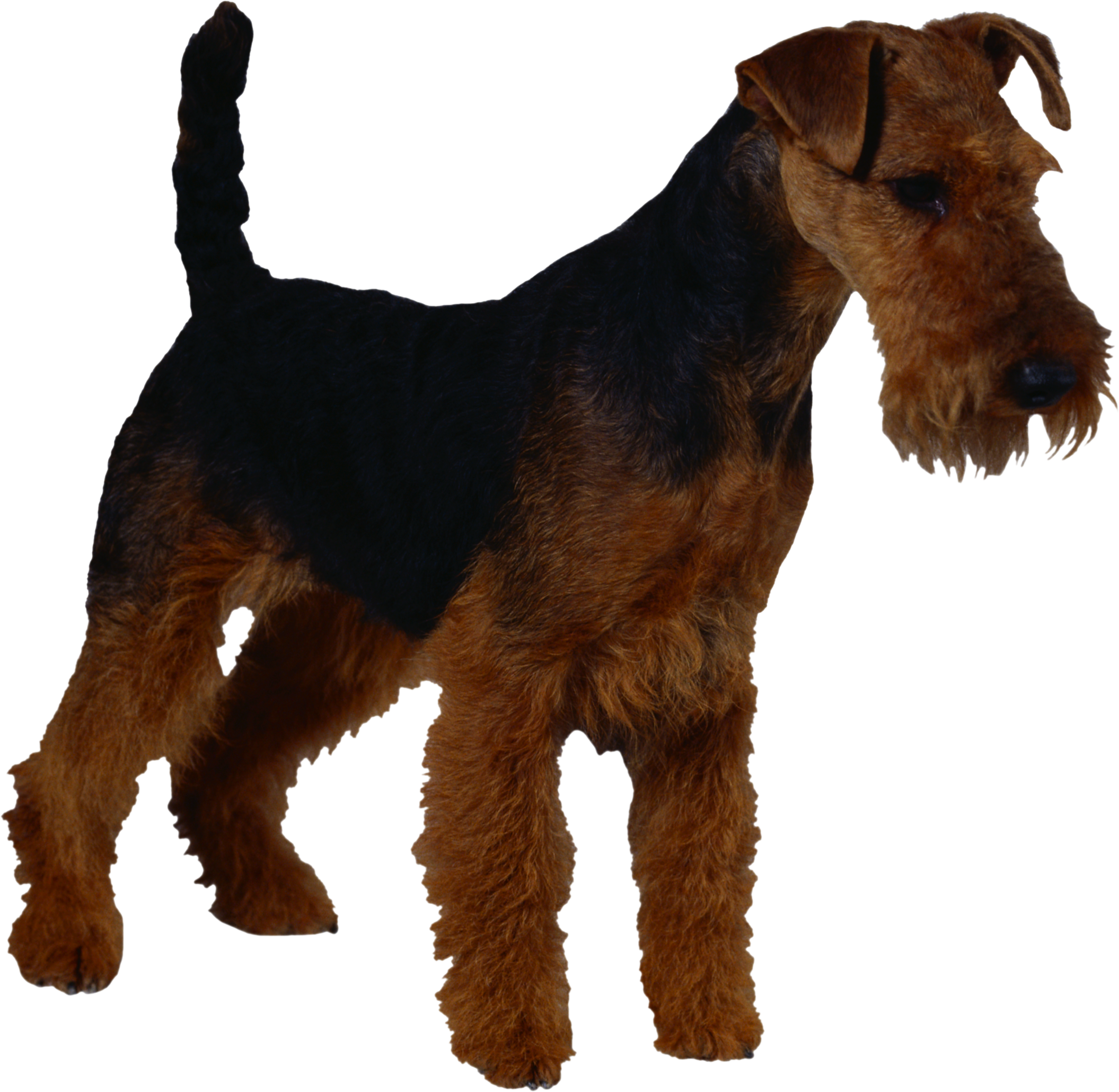 Dog Transparent PNG Image