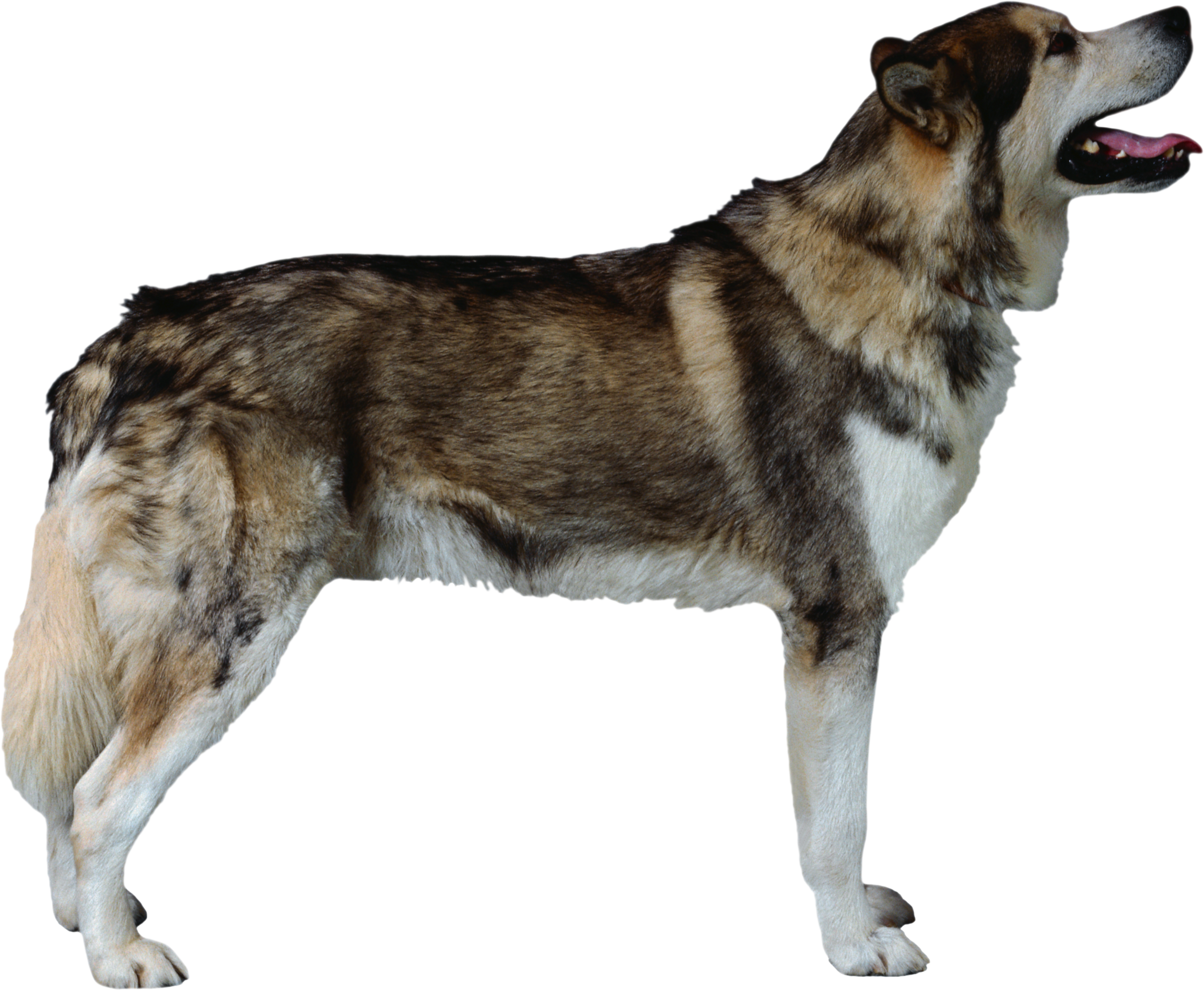 Dog Transparent PNG Image