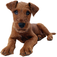 Dog Transparent PNG Image