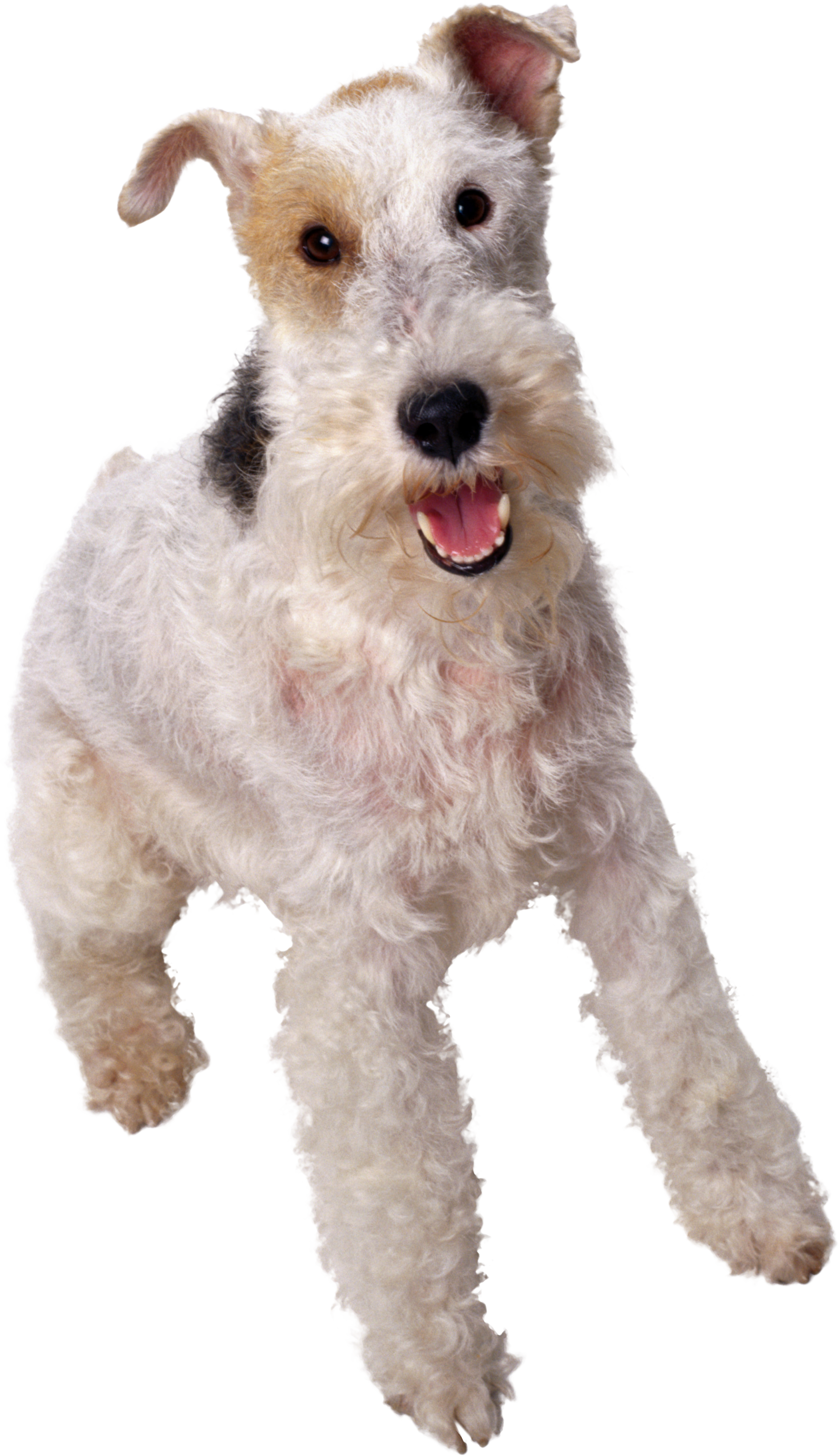 Dog Transparent PNG Image