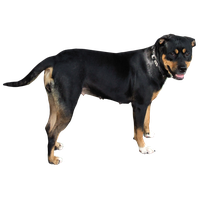 Dog PNG