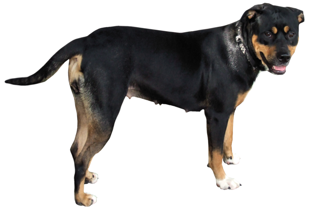 Dog Transparent PNG Image