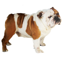 Dog PNG