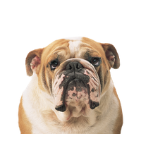 Dog PNG