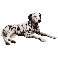 Dog PNG