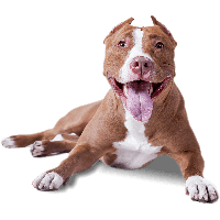 Dog PNG