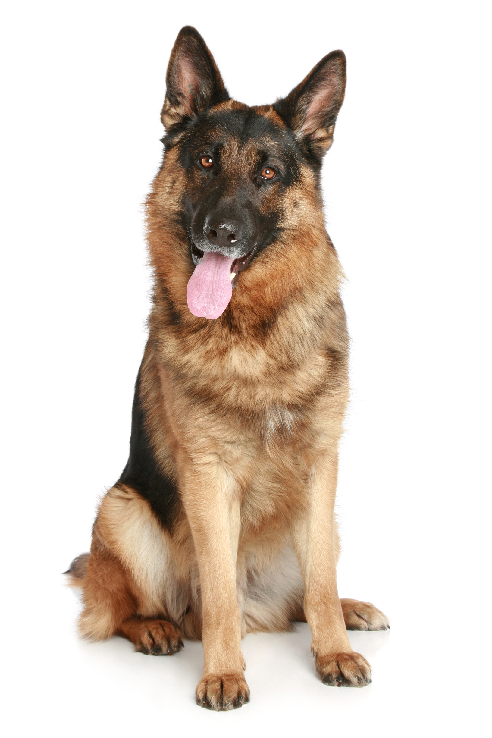Dog Transparent PNG Image