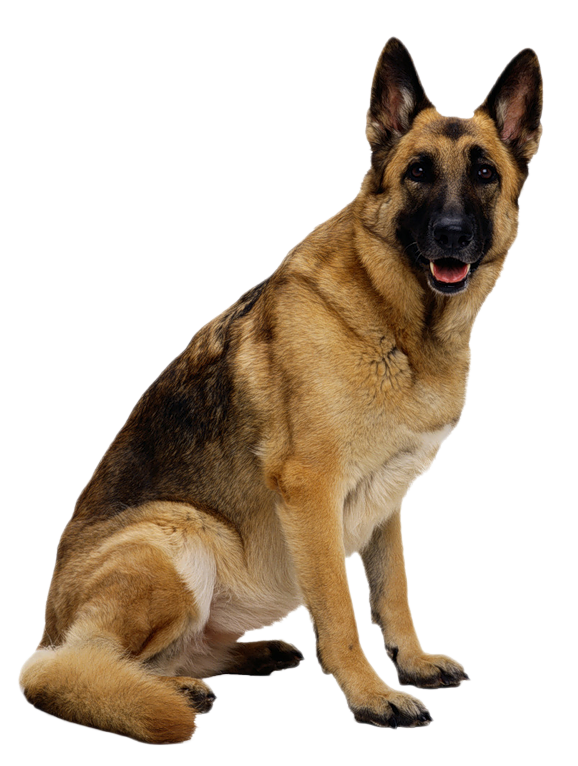 Dog Transparent PNG Image