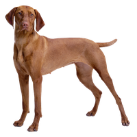 Dog PNG