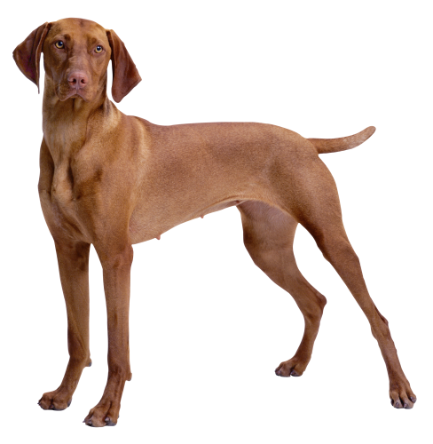 Dog Transparent PNG Image