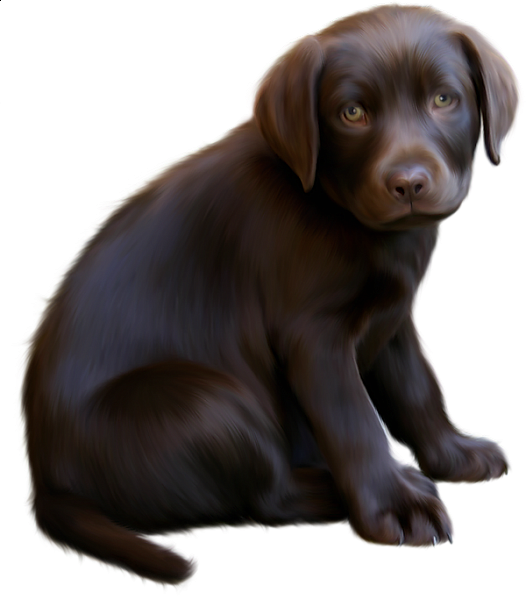 Dog Transparent PNG Image