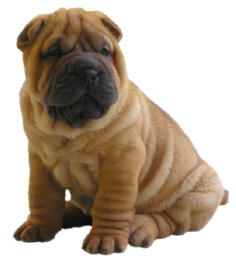 Dog Transparent PNG Image
