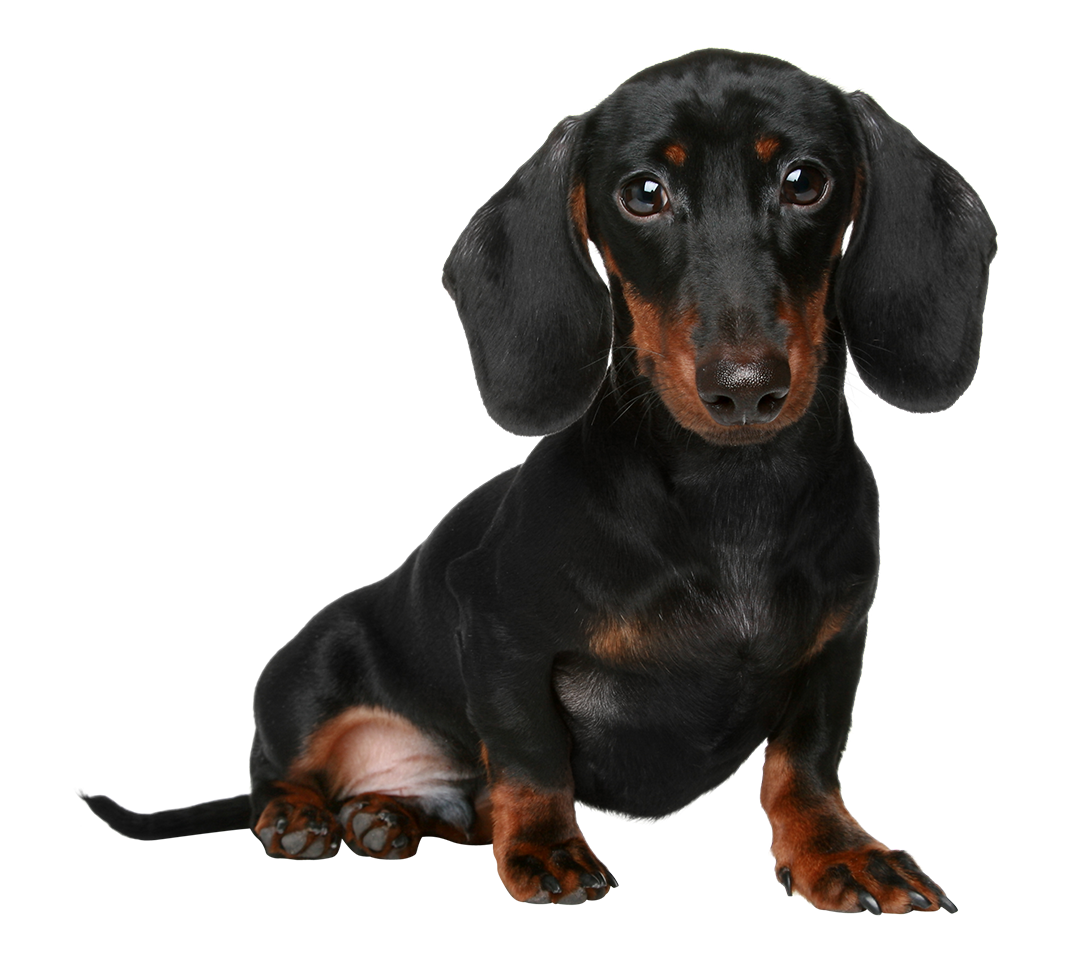 Dog Transparent PNG Image