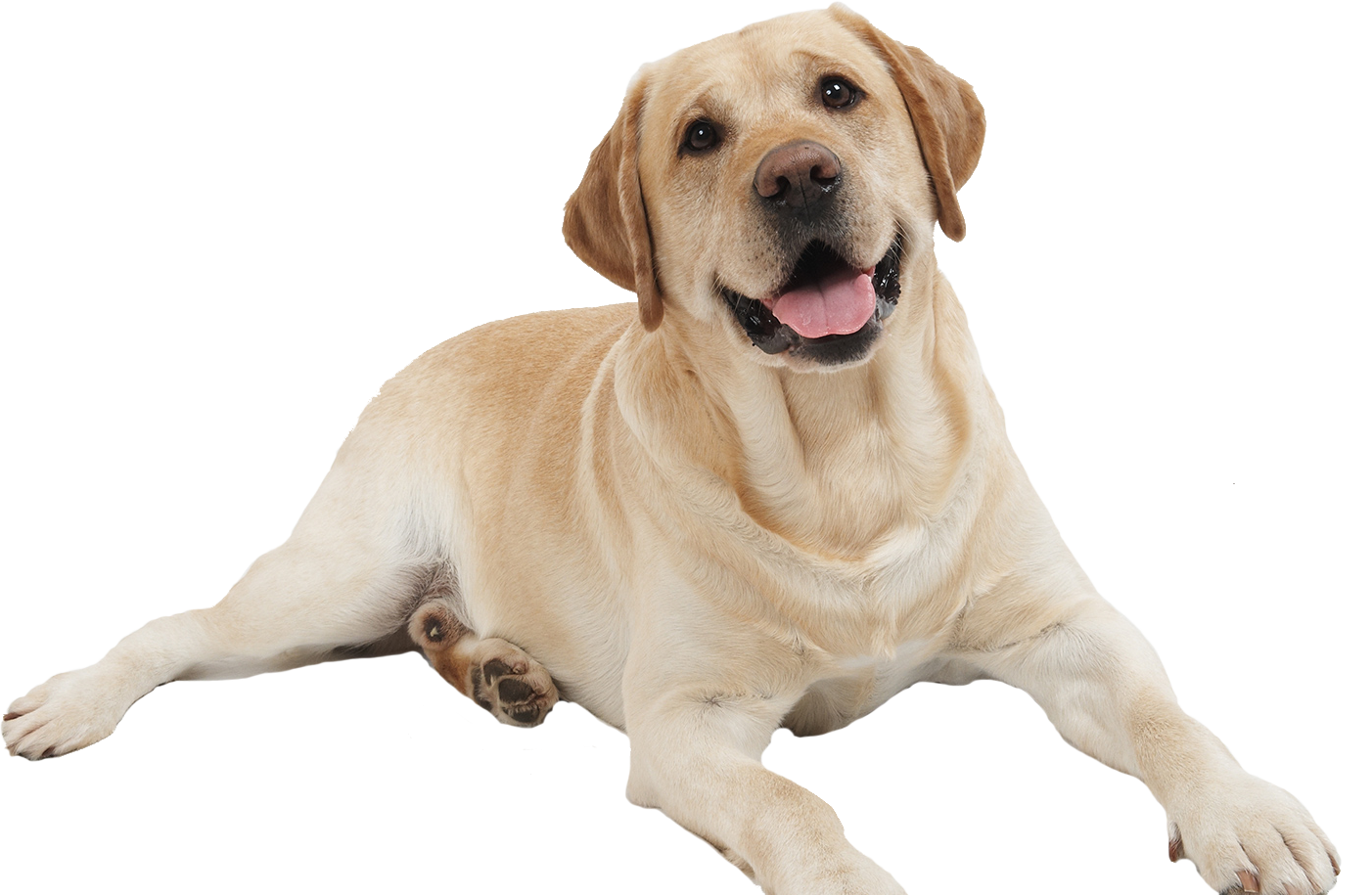 Dog Transparent PNG Image