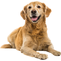 Dog Transparent PNG Image