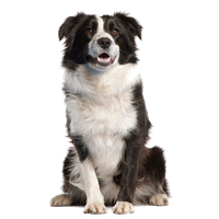 Dog Transparent PNG Image