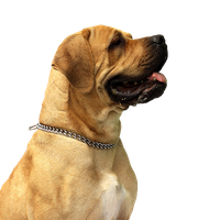 Dog Transparent PNG Image