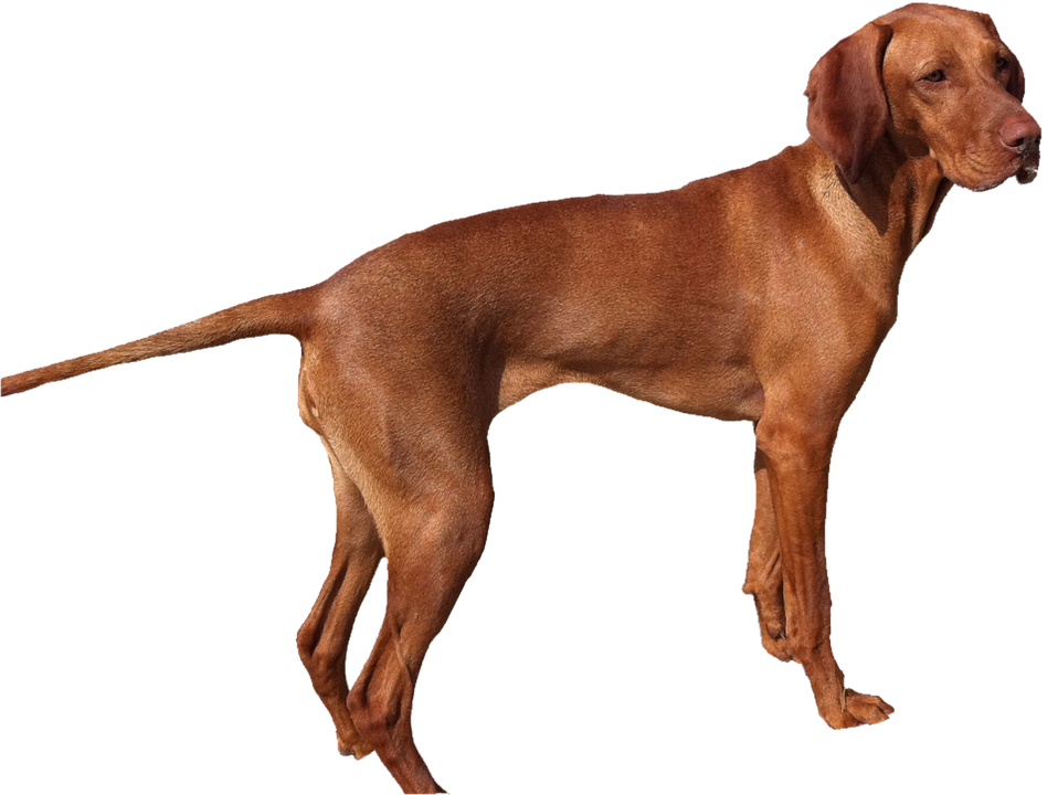 Dog Transparent PNG Image