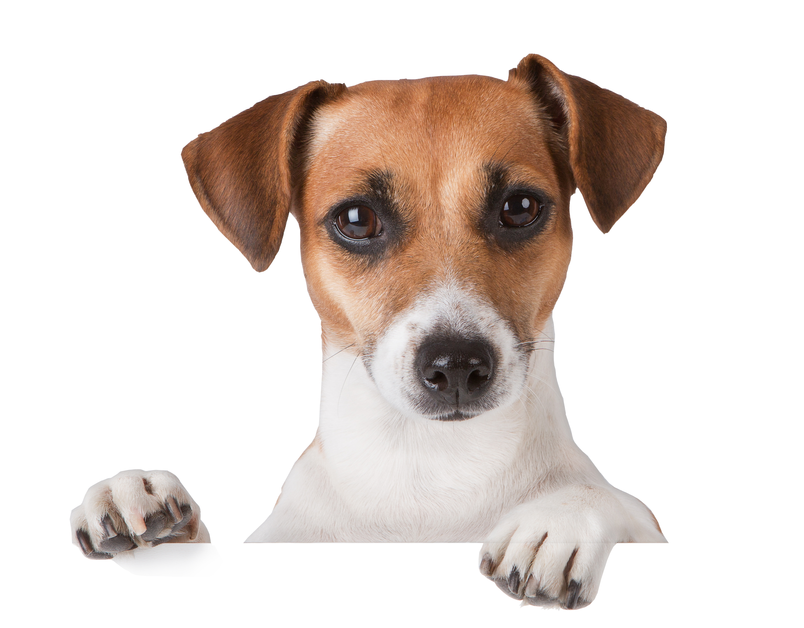 Dog Transparent PNG Image