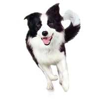 Dog PNG