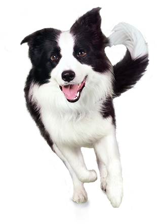 Dog Transparent PNG Image