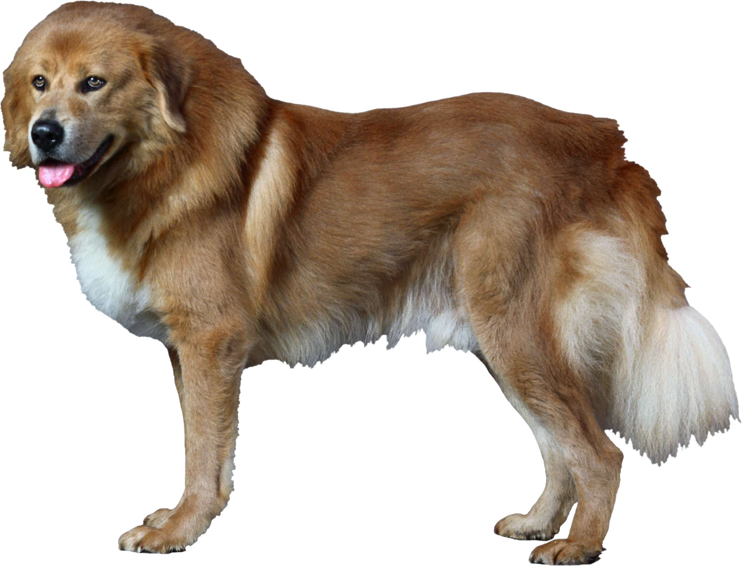 Dog Transparent PNG Image