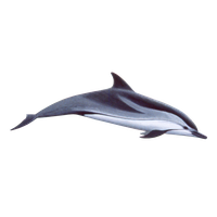 Download Dolphin Free Png Photo Images And Clipart 