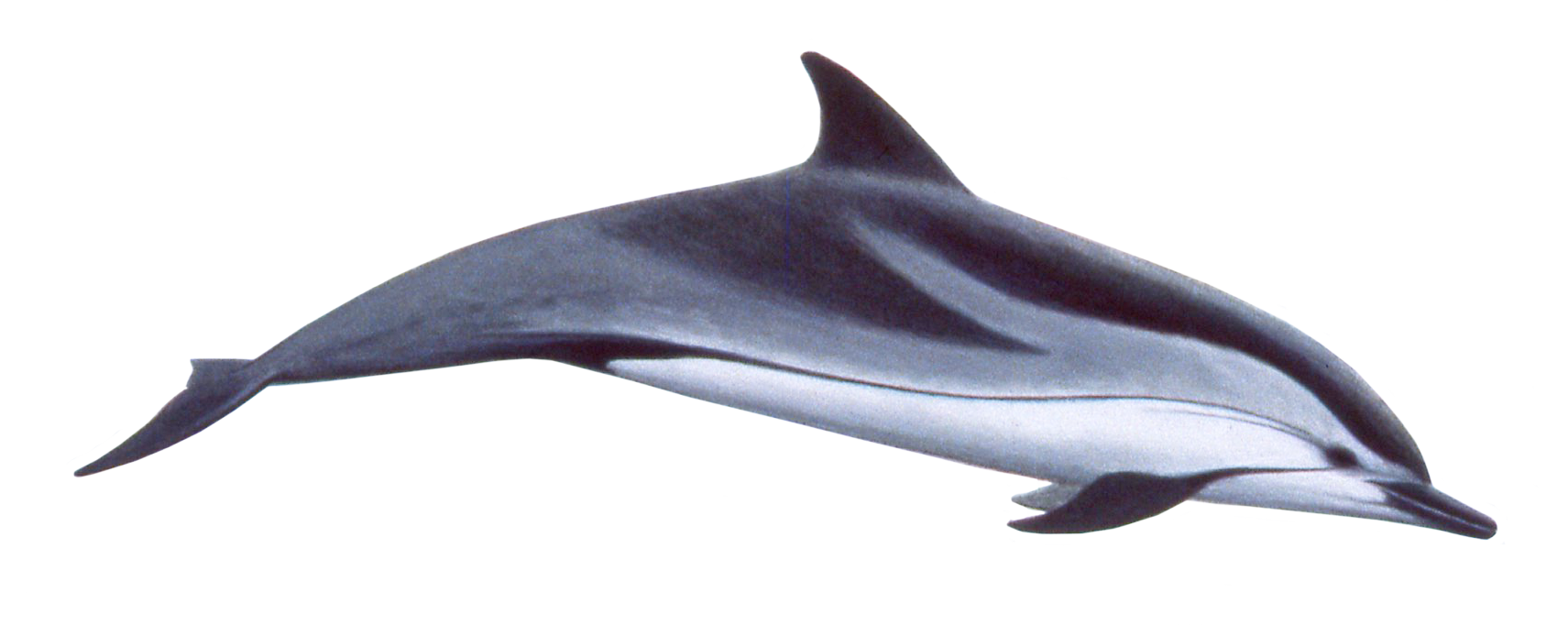 Dolphin Download Png PNG Image
