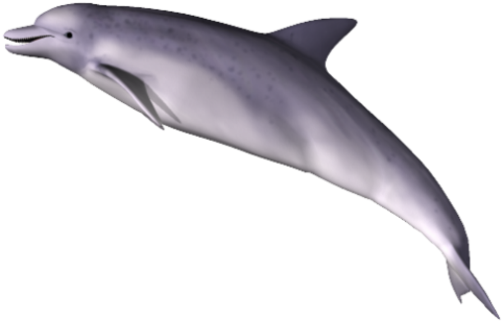 Dolphin Png Clipart Transparent PNG Image