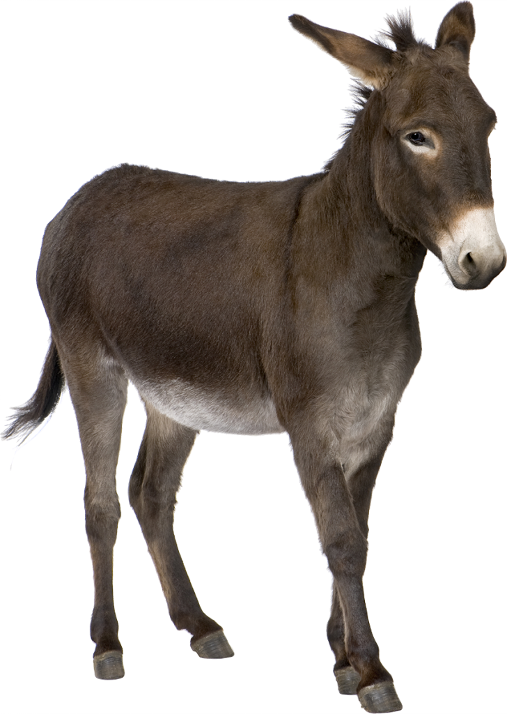 Donkey Free Download PNG HD PNG Image