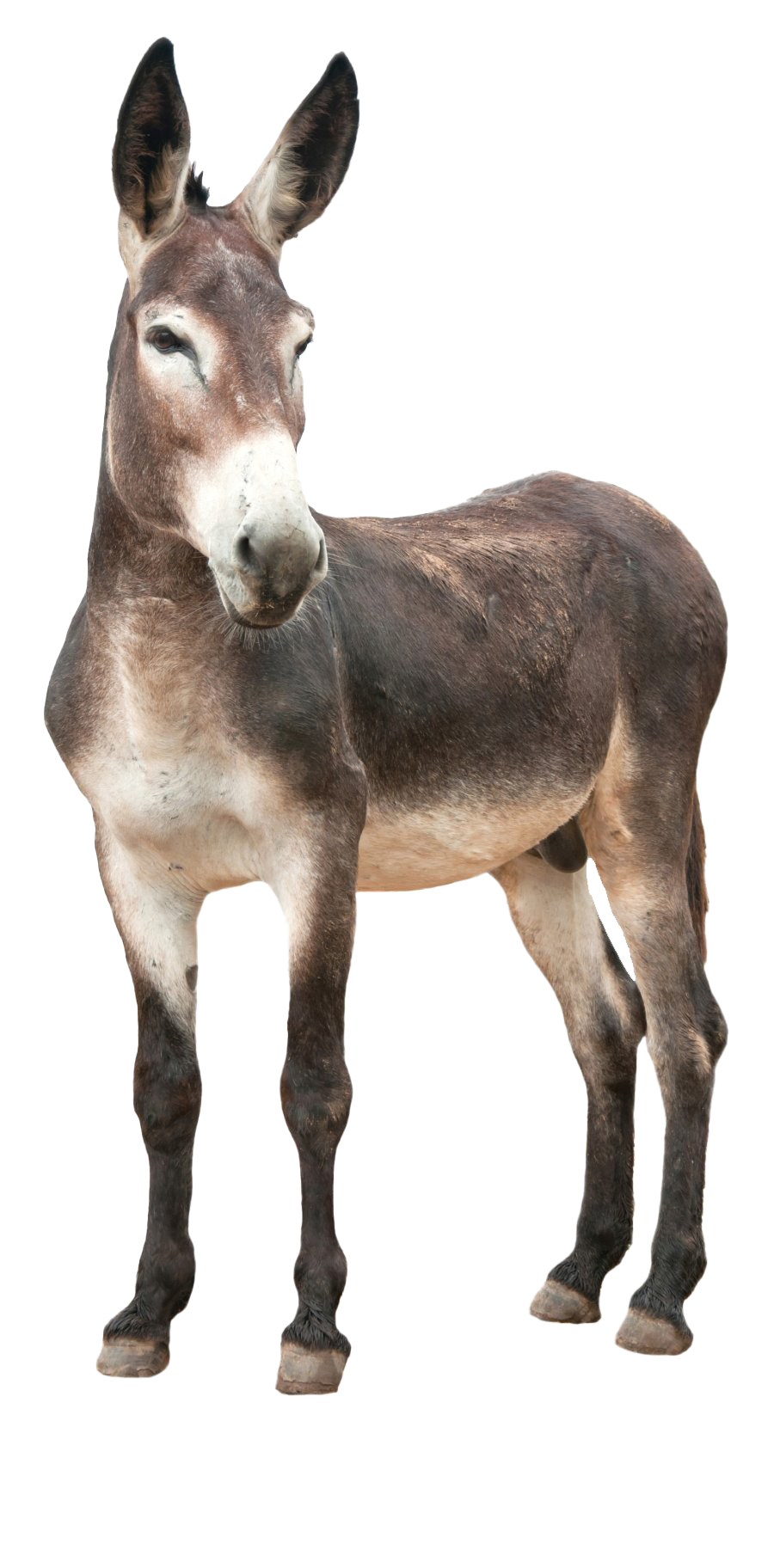 Donkey Free Transparent Image HD PNG Image