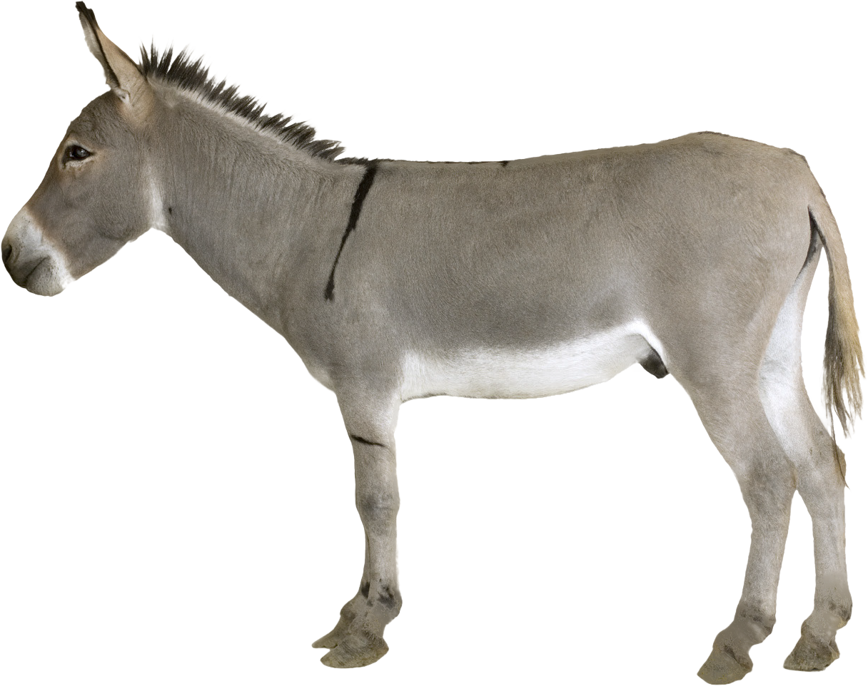 Donkey Download HD PNG Image
