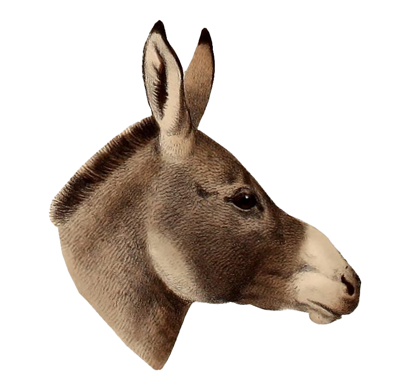 Donkey Pic PNG Download Free PNG Image