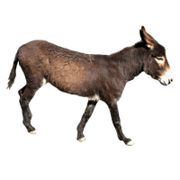 donkey clipart png people