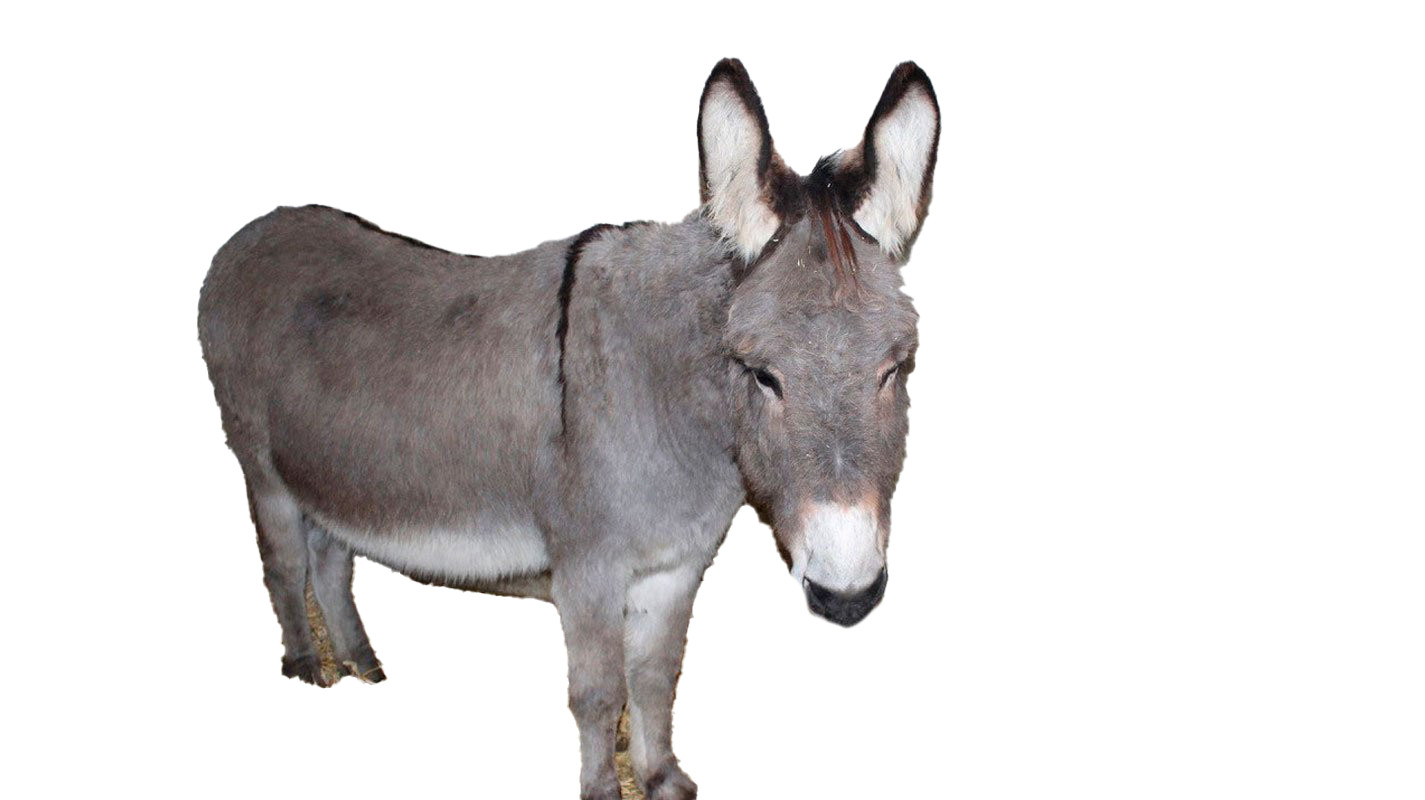 Donkey Free PNG HQ PNG Image