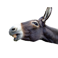 Download Donkey Free PNG photo images and clipart | FreePNGImg