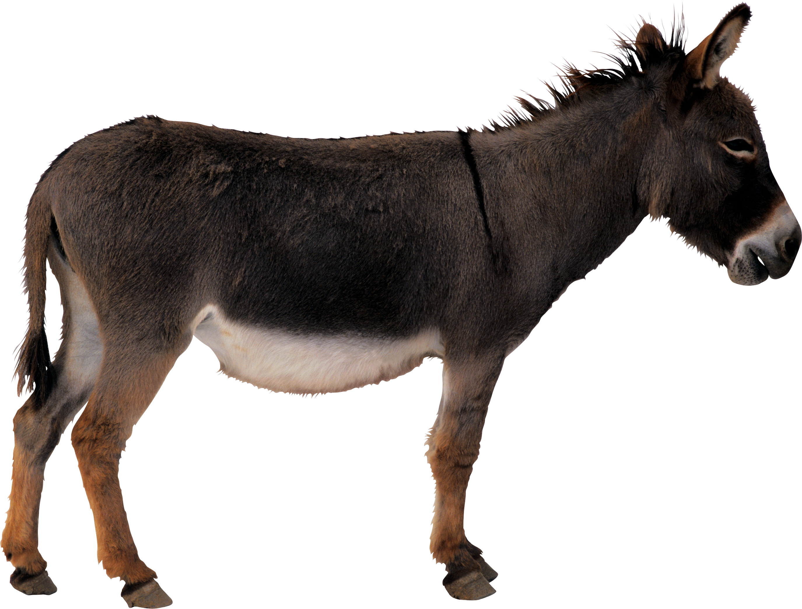 Donkey Animal Free Clipart HD PNG Image