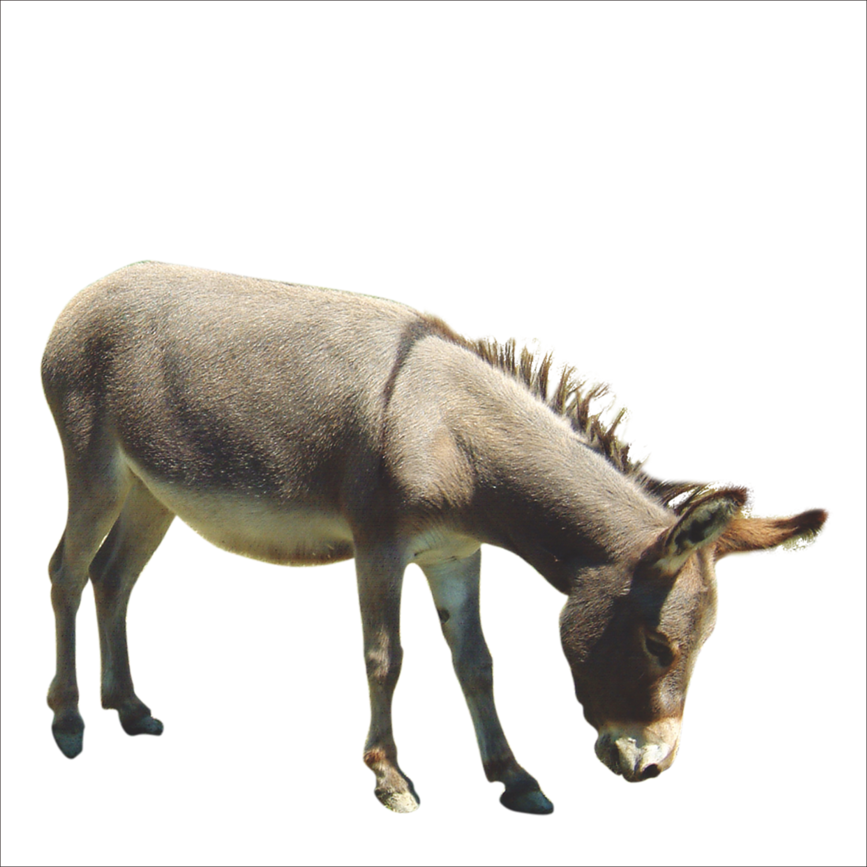 Picture Donkey Animal Free Transparent Image HQ PNG Image