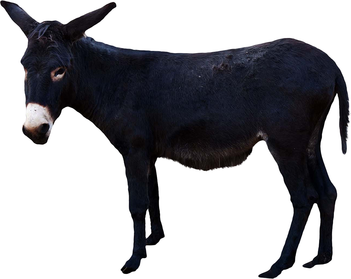 Donkey Animal Free Clipart HQ PNG Image