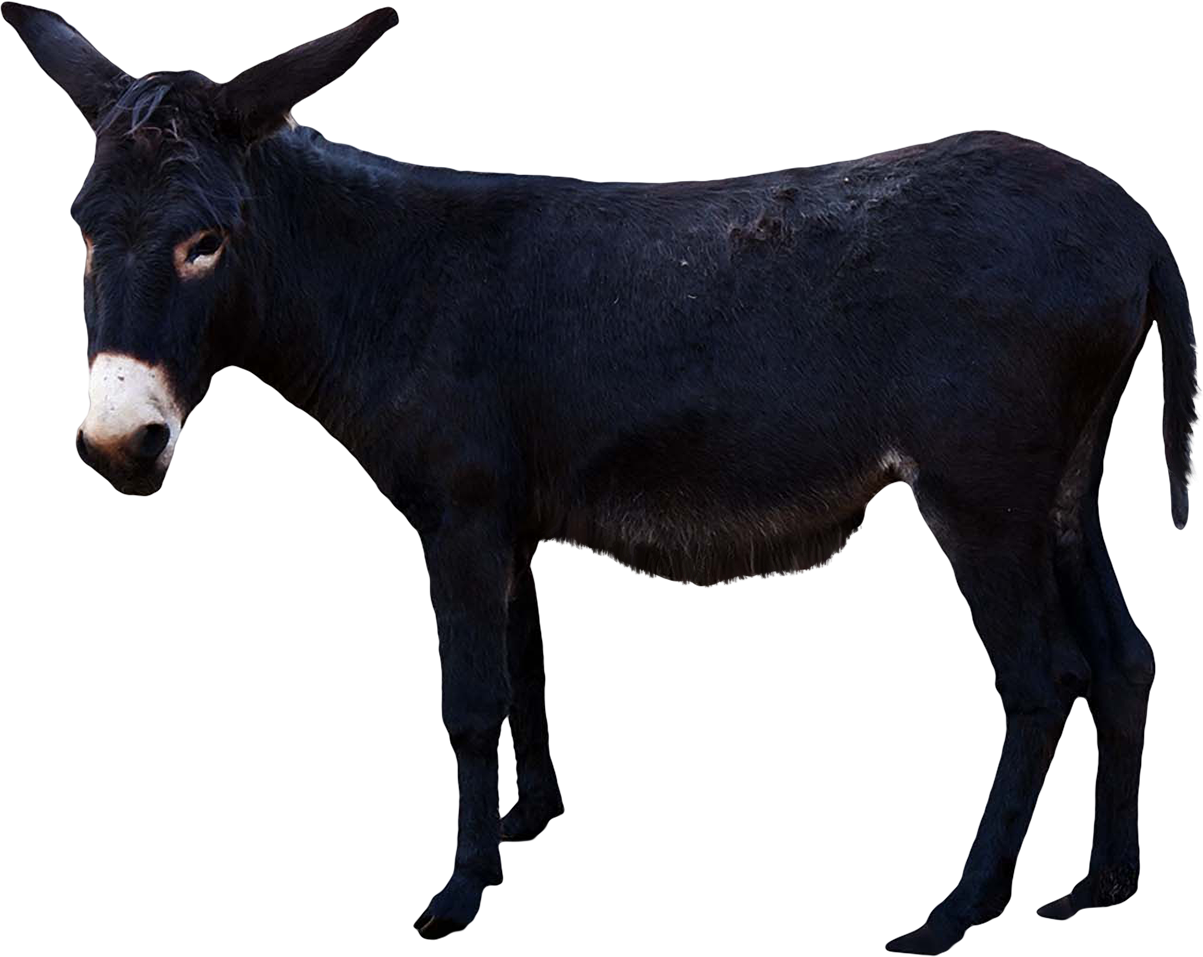 Donkey Animal Free Clipart HQ Transparent PNG Image