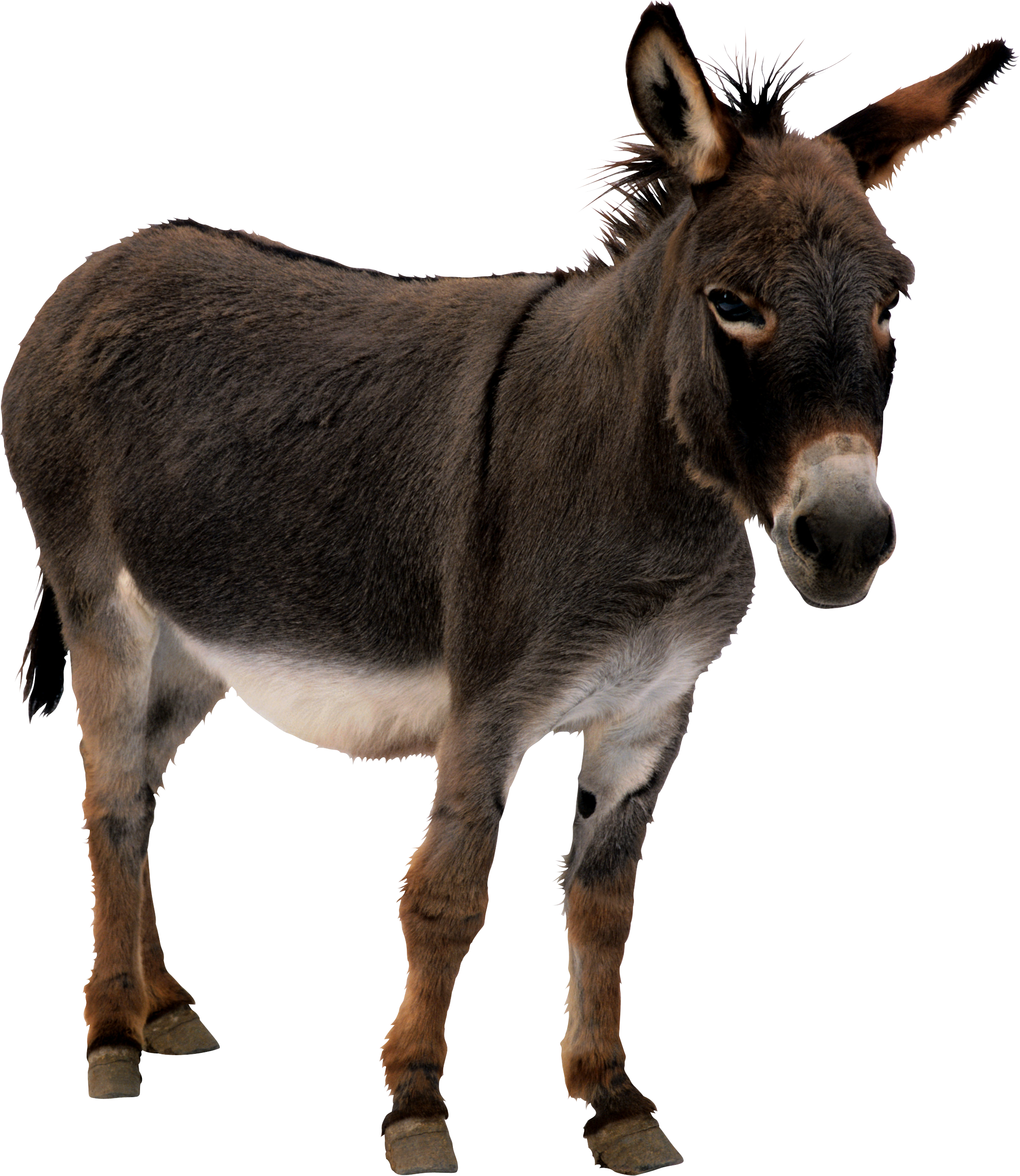 Donkey Mule Free Clipart HD PNG Image