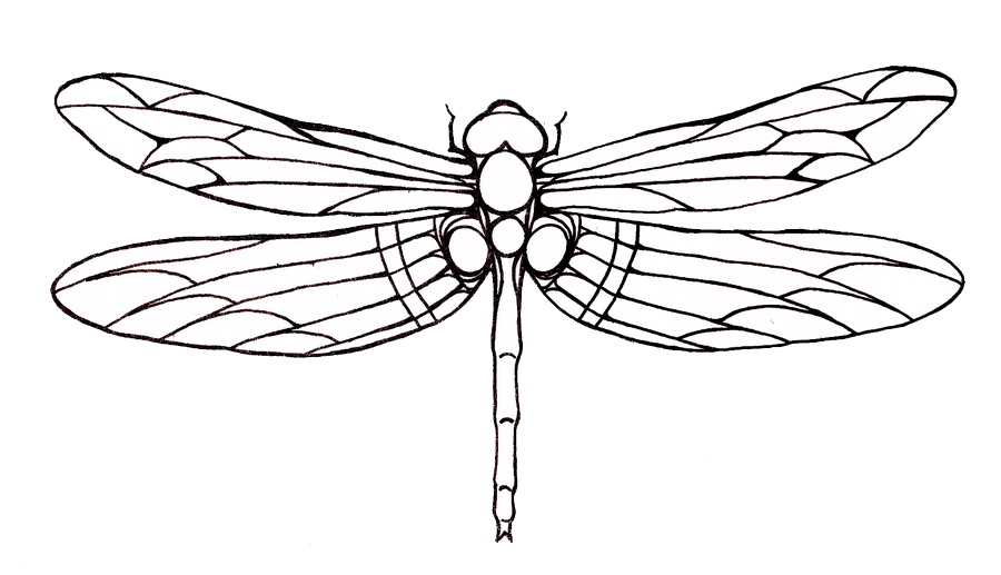 Dragonfly Tattoos Png PNG Image