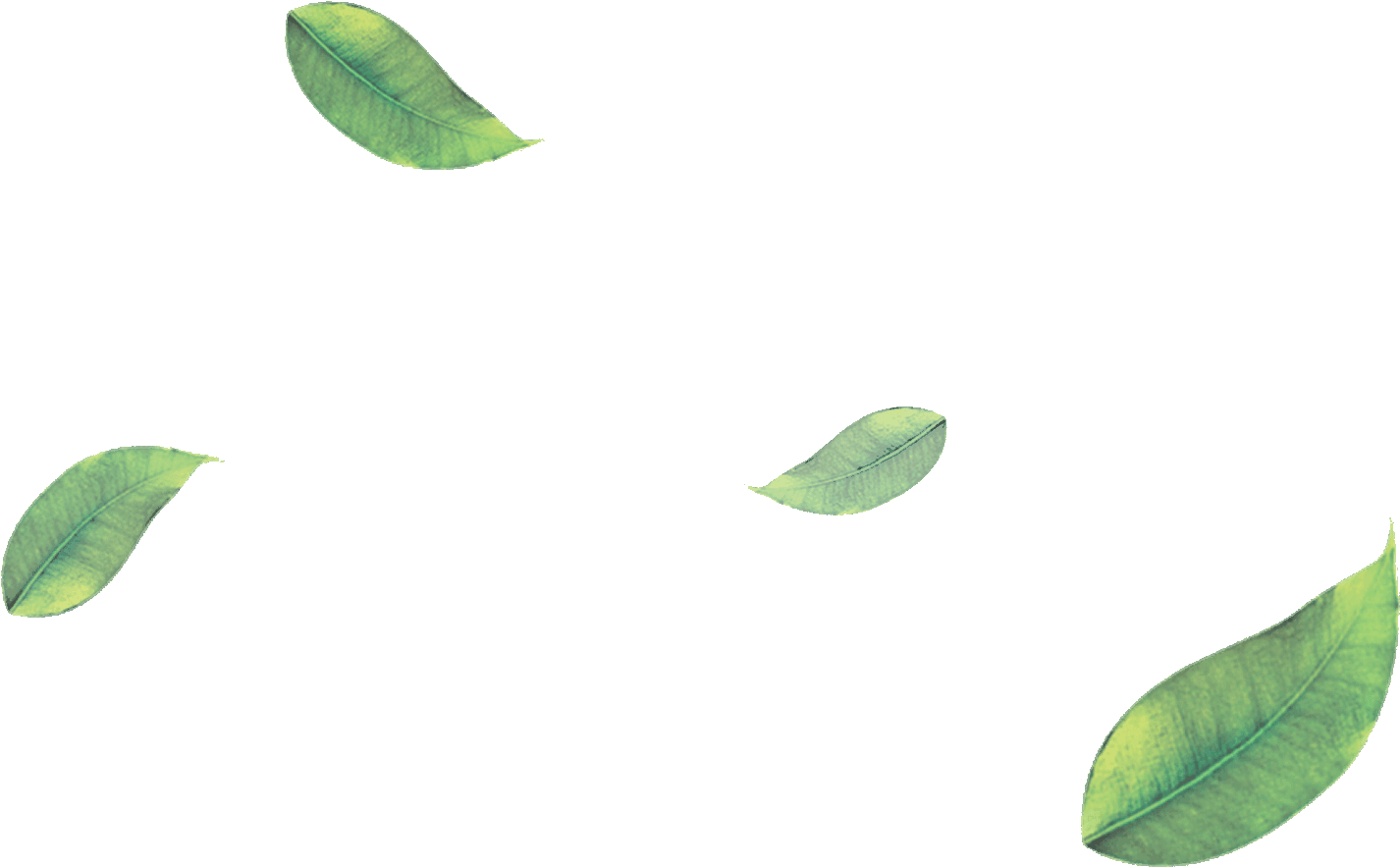 Tea Leaves Green Free HQ Image PNG Image