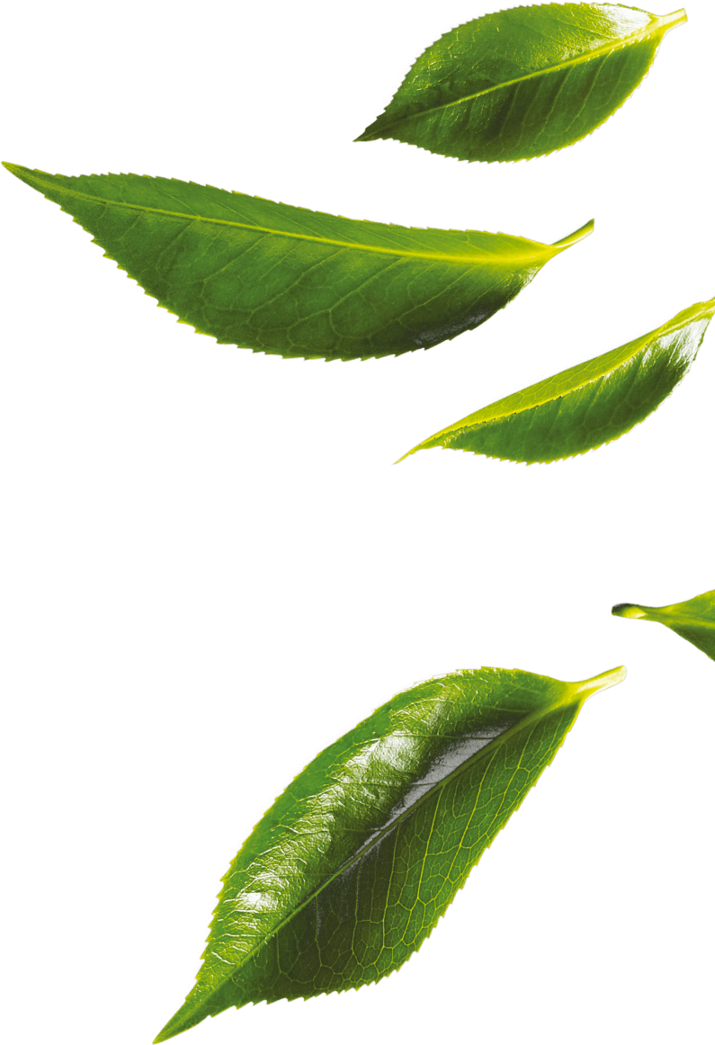 Tea Leaves Green Free PNG HQ PNG Image